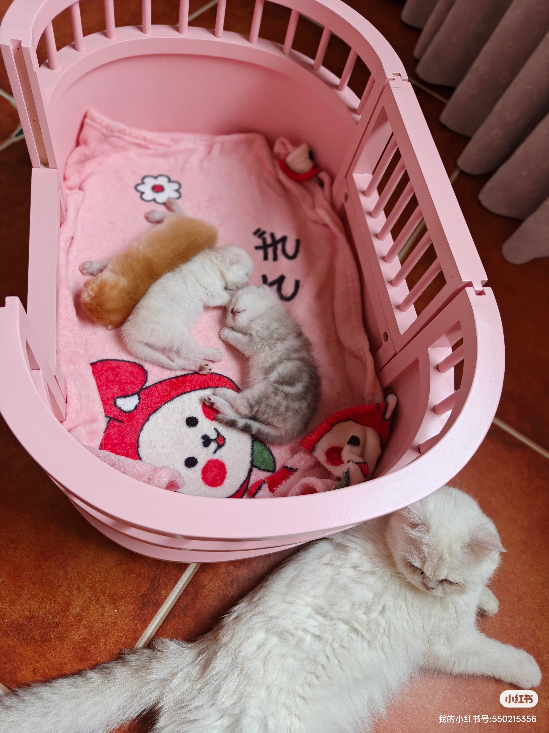 自己家养的小猫生的宝宝活泼健康有喜欢的家长可以来看看。